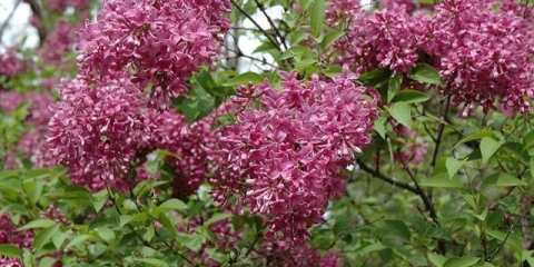 Kineski jorgovan: fotografija, opis sorti, recenzije